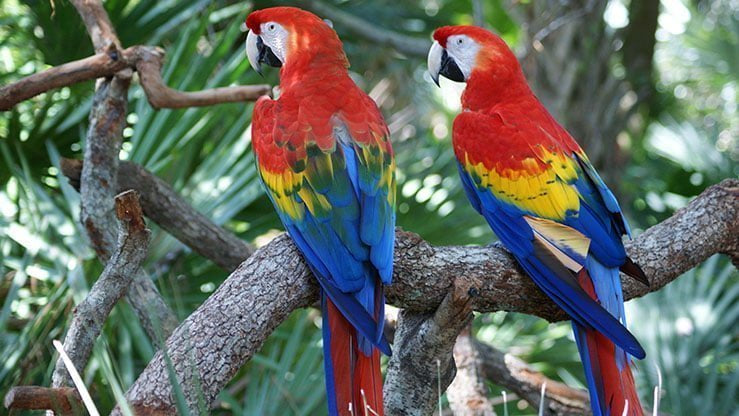 Mélange de base pour Ara