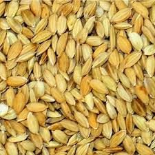 Riz Paddy