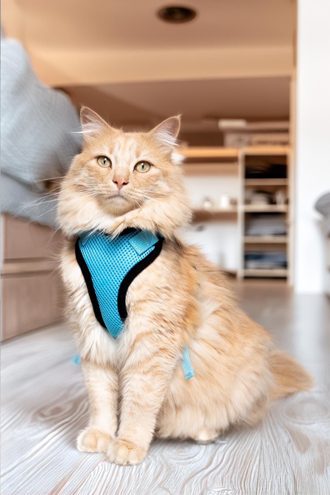 Harnais et laisse pour chat